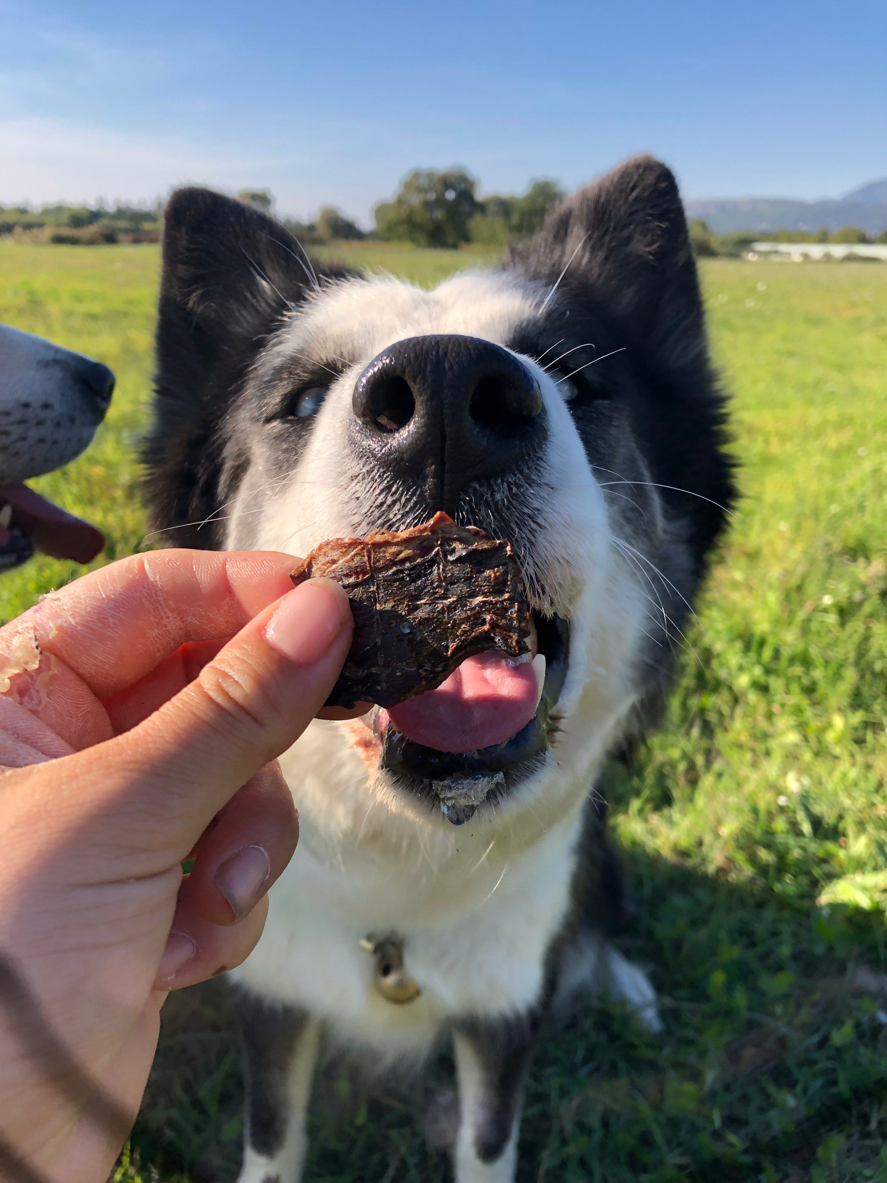 Les bienfaits de la mastication chez le chien 🐶
