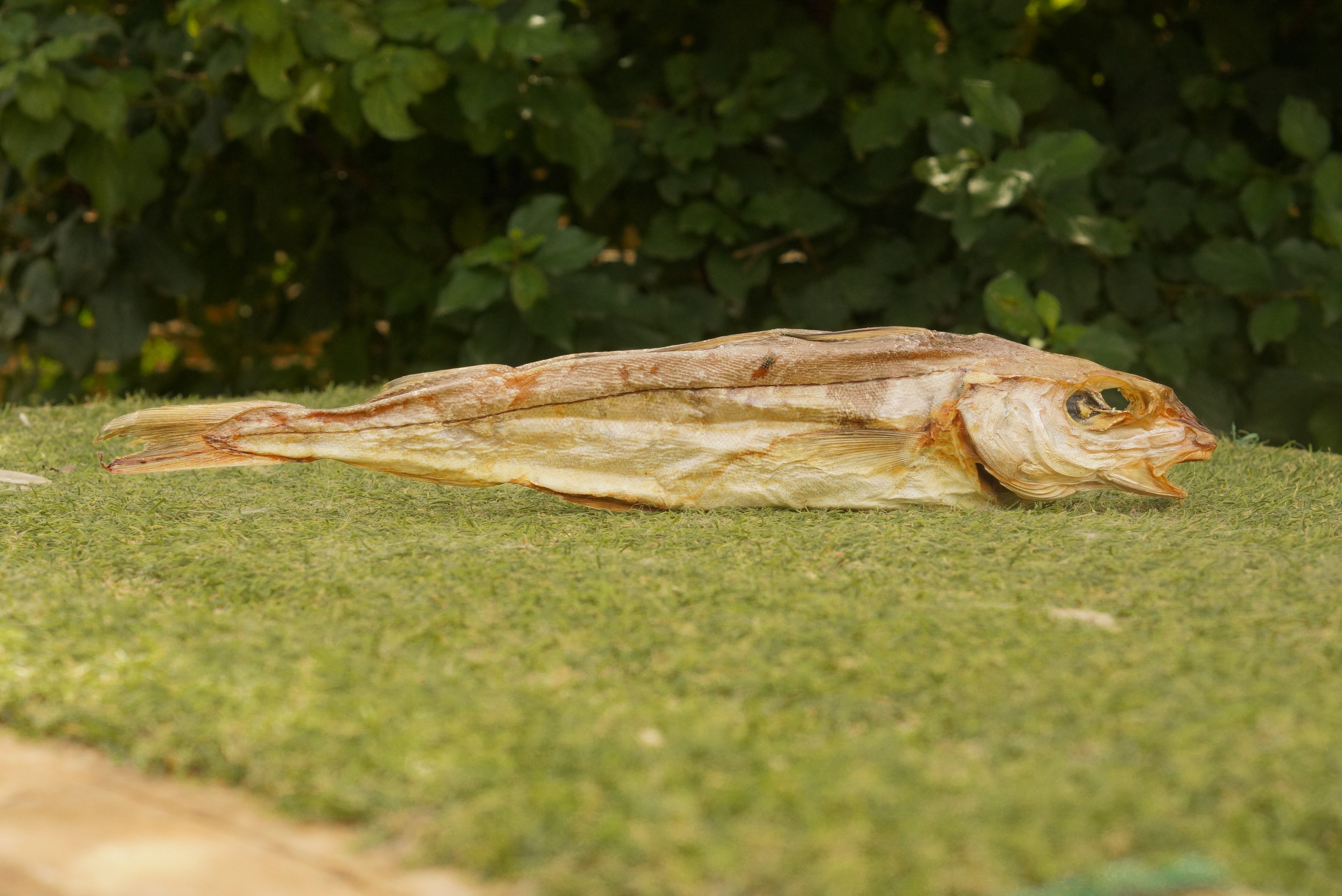 Merlan sauvage 35 cm 🐟