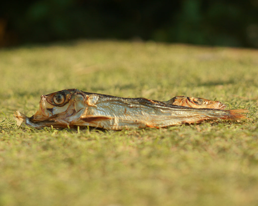 Harengs sauvages 80g 🐟