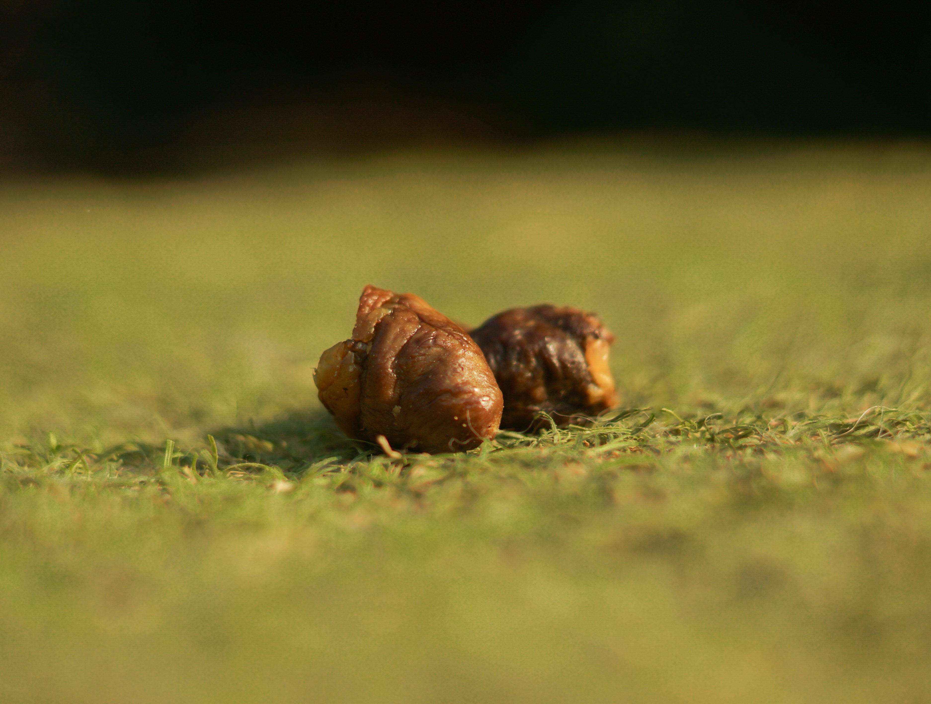 Cœur de poulet 100g 🐓